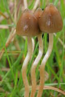 Plancia ëd Psilocybe semilanceata (Fr.) P. Kumm. 1871