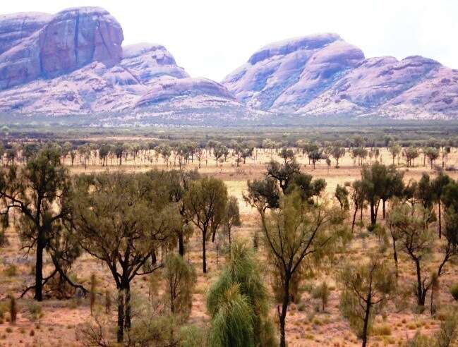 Image of Desert oak