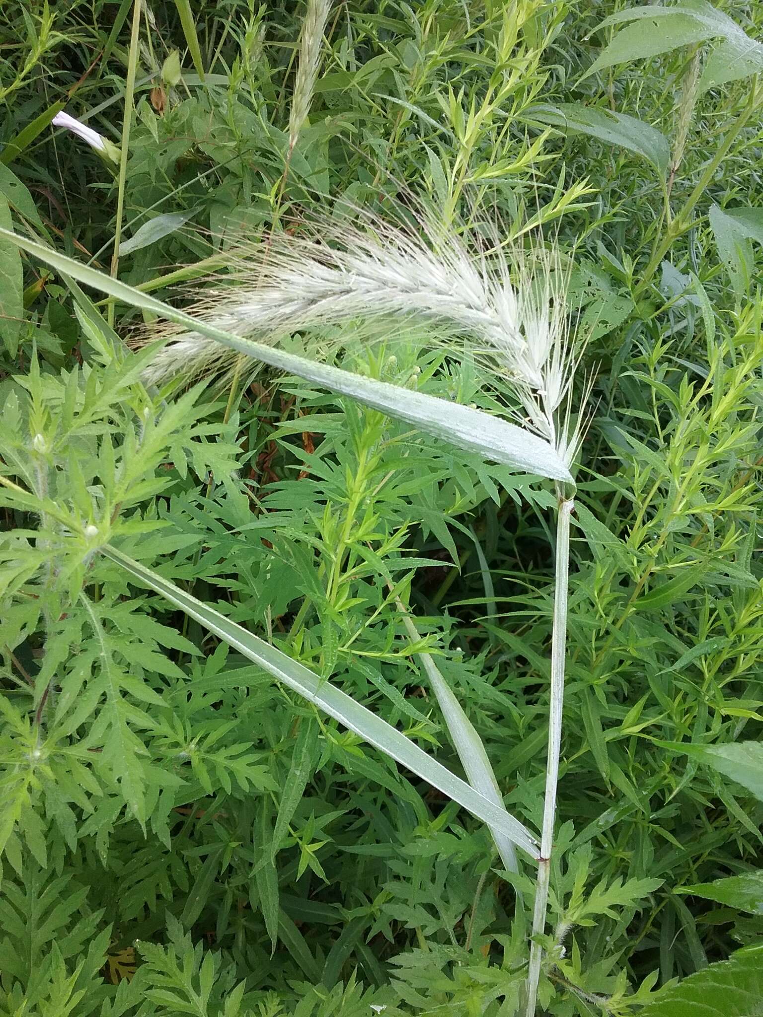 Image of Elymus canadensis f. canadensis