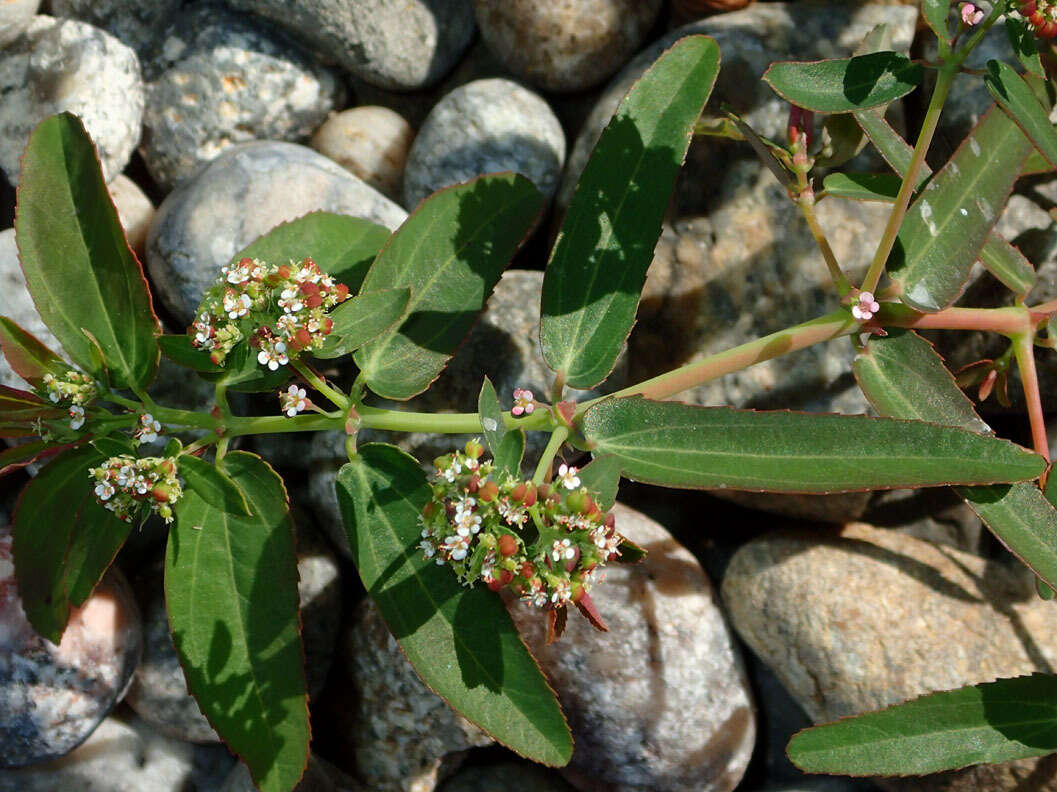 Слика од Euphorbia hypericifolia L.