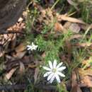 Image of Stellaria pungens Brongn.