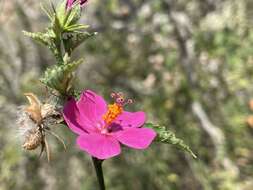 Image of Brazilian rosemallow