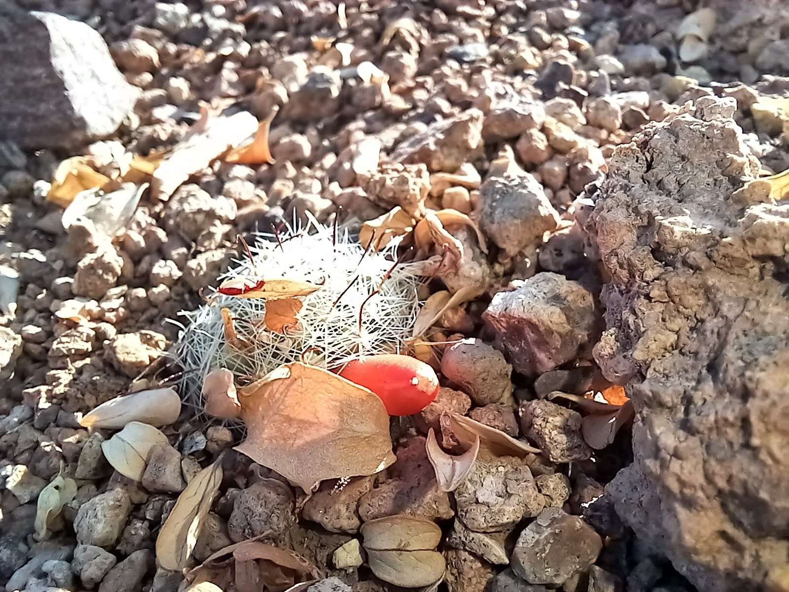 Image of Mammillaria boolii G. E. Linds.