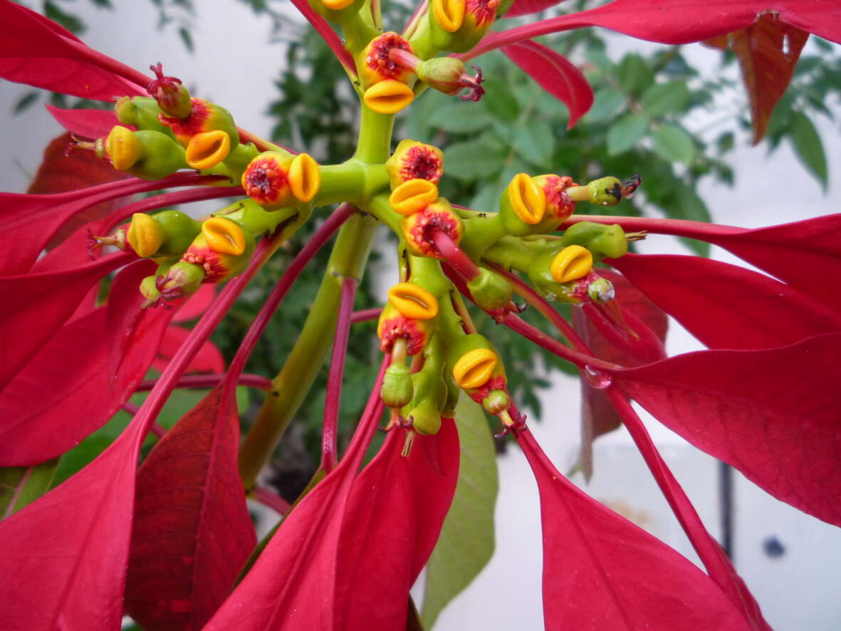 Image of poinsettia