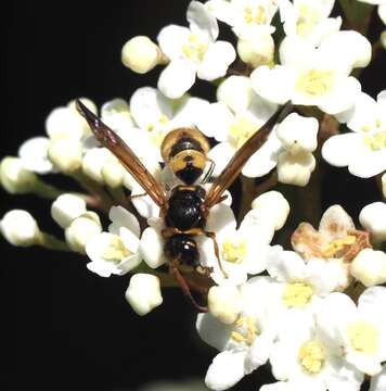 Image of Ancistrocerus lineativentris Cameron 1906