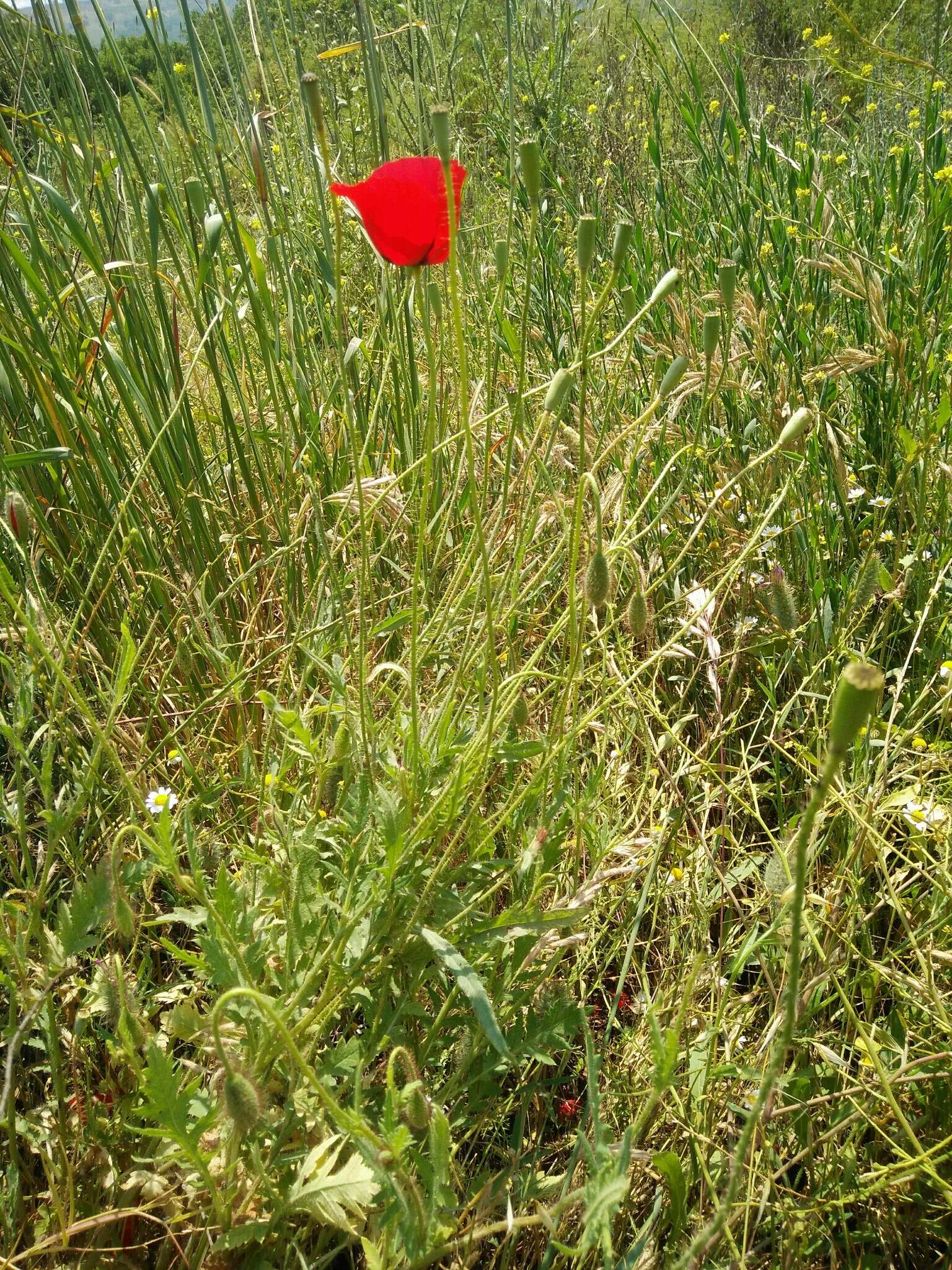 Image of Papaver syriacum Boiss. & Bl.