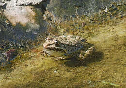 Image de Pelophylax bedriagae (Camerano 1882)