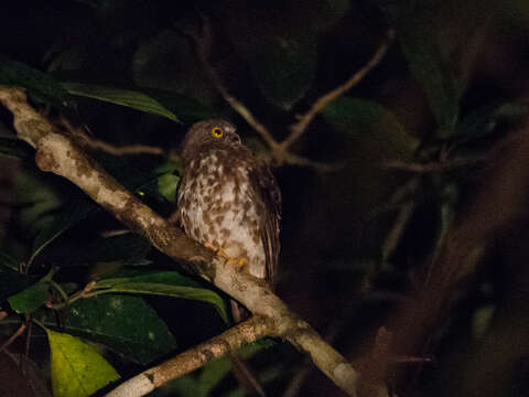 Image de Ninox scutulata borneensis (Bonaparte 1850)