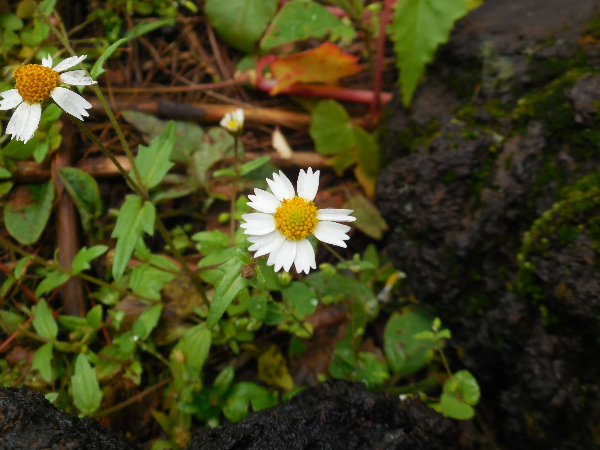 Sabazia humilis Cass. resmi