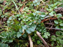 Image of Phragmidium sanguisorbae (DC.) J. Schröt. 1887