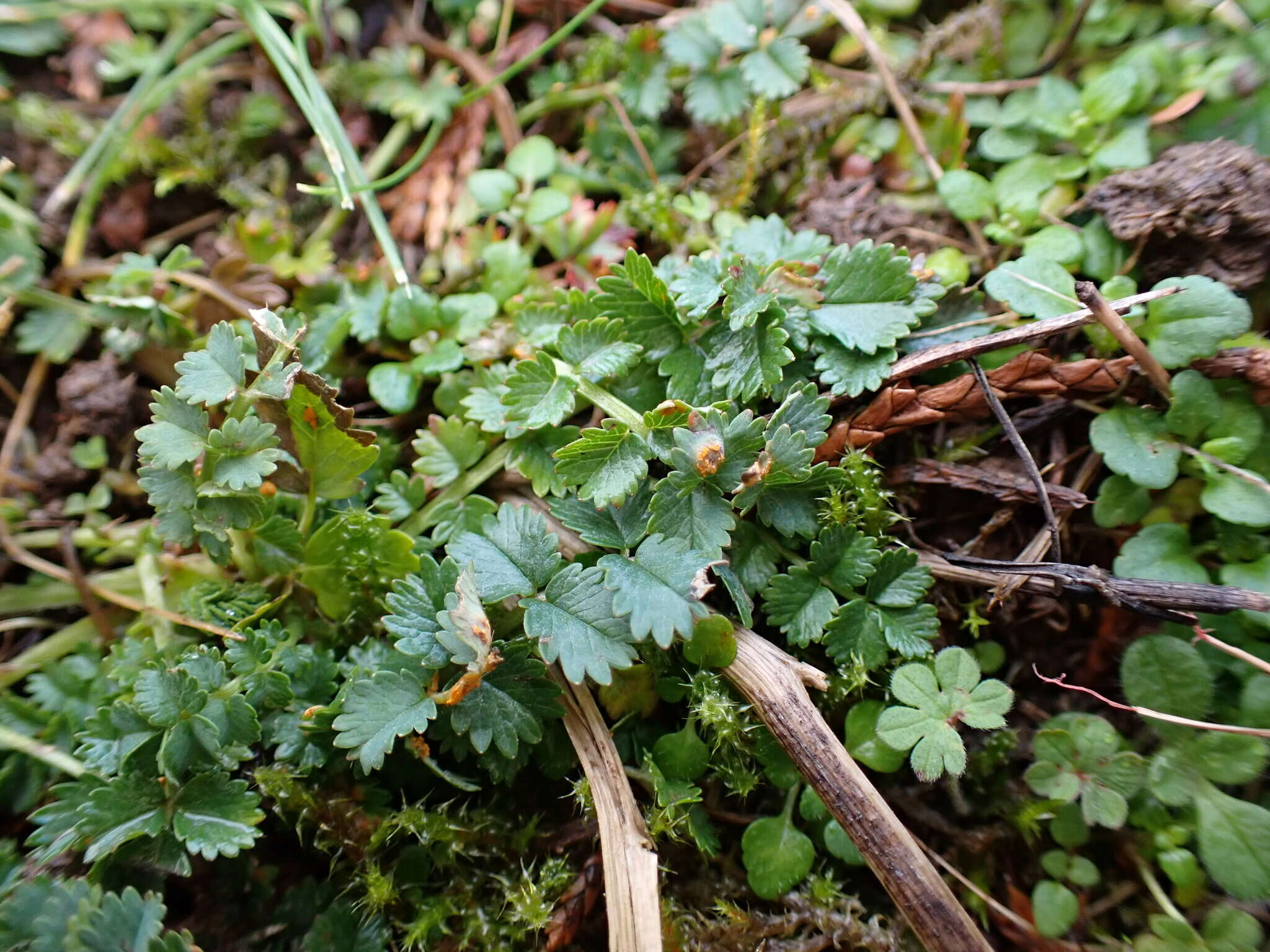 صورة Phragmidium sanguisorbae (DC.) J. Schröt. 1887