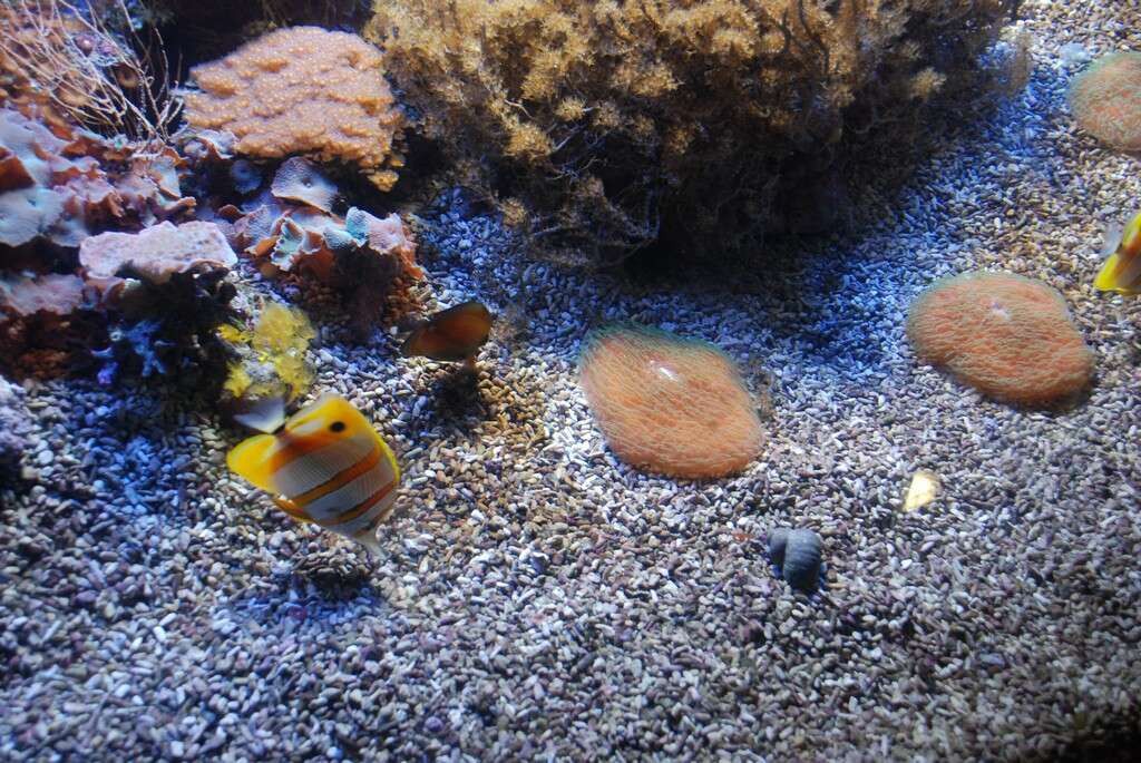 Image of Banded Longsnout Butterflyfish