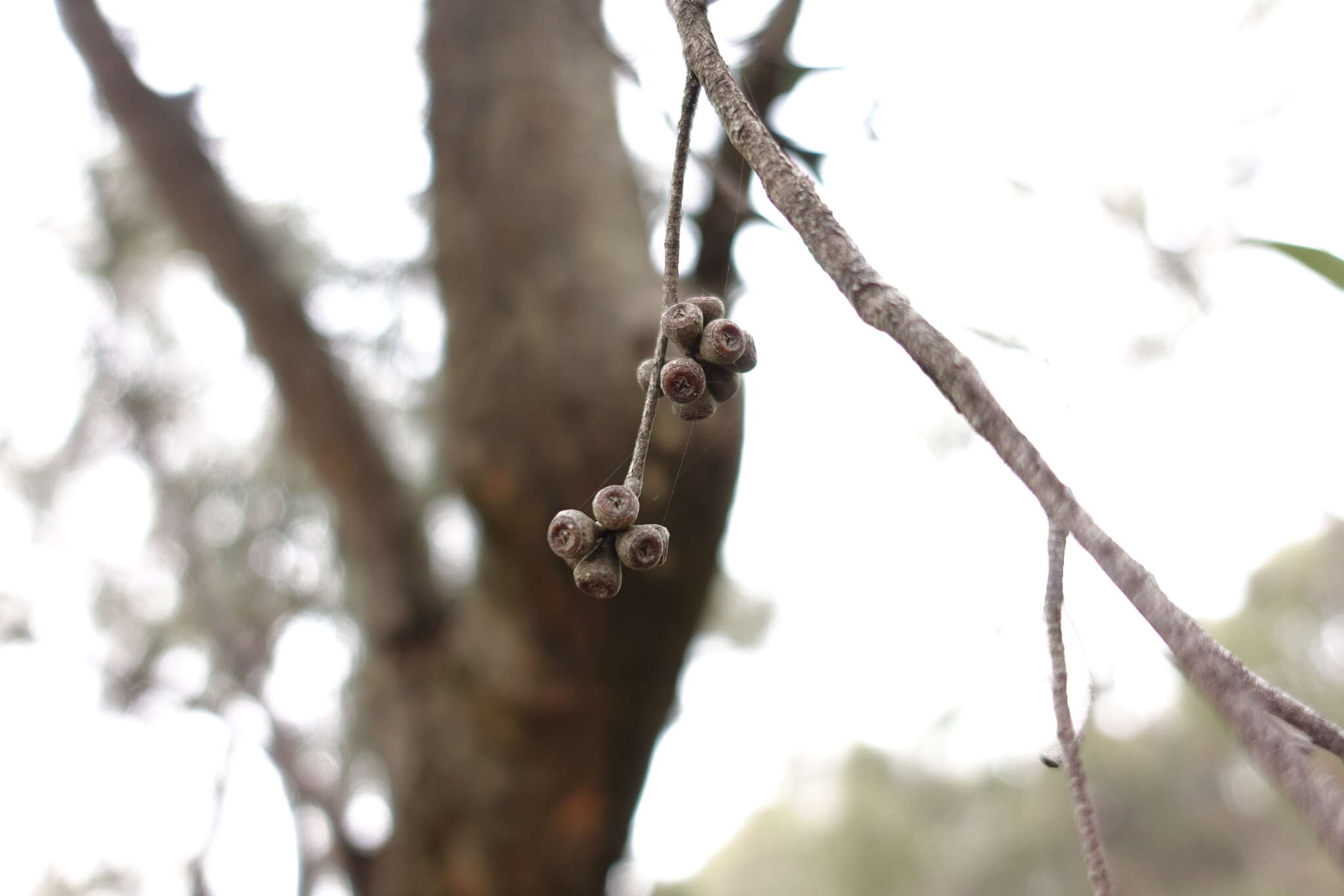 Image of Eucalyptus willisii P. Y. Ladiges, C. J. Humphries & M. I. H. Brooker