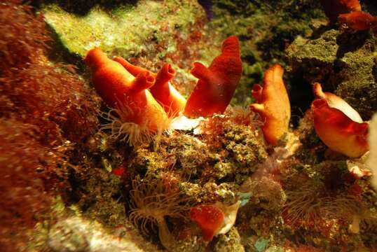 Image of red sea-squirt