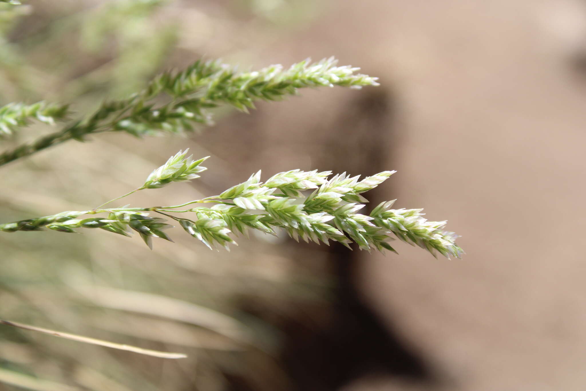 Plancia ëd Poa fendleriana (Steud.) Vasey