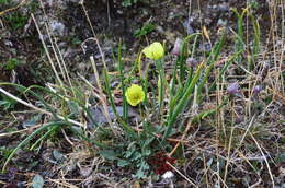 Image of Papaver chionophilum V. V. Petrovskii