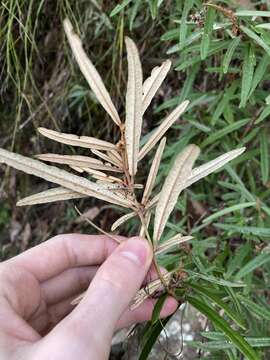 Imagem de Lasiopetalum ferrugineum Sm.