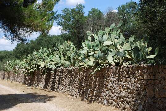 Imagem de Opuntia ficus-indica (L.) Mill.