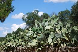 Image of Barbary Fig