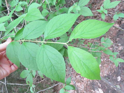 Imagem de Philadelphus pubescens Loisel.