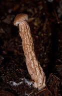 Image of Austroboletus lacunosus (Kuntze) T. W. May & A. E. Wood 1995