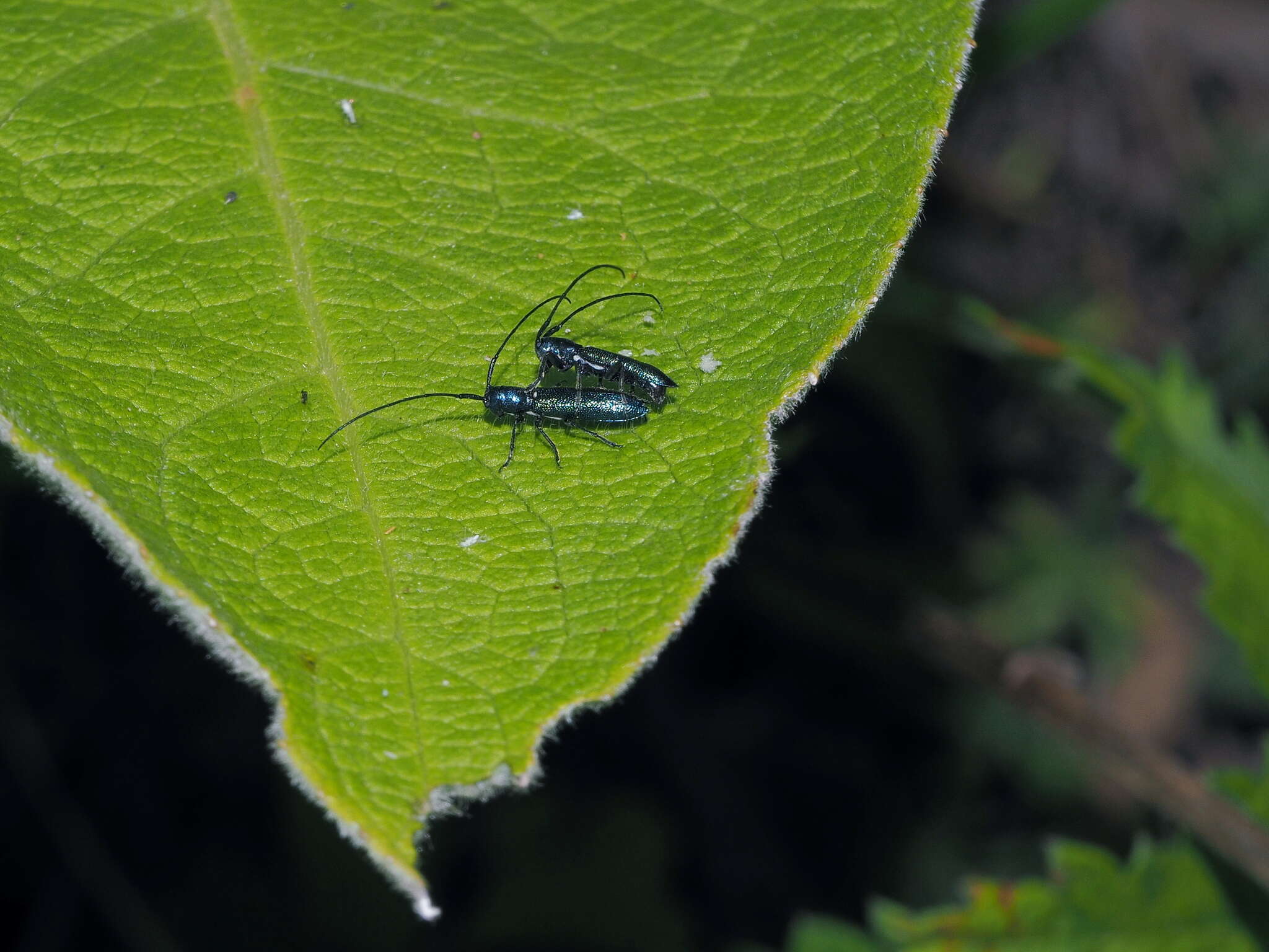 Sivun Agapanthiola leucaspis (Steven 1817) kuva