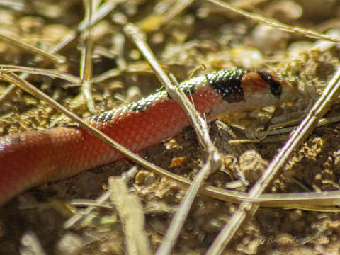 Image of Thornscrub or Desert Hooknose Snake