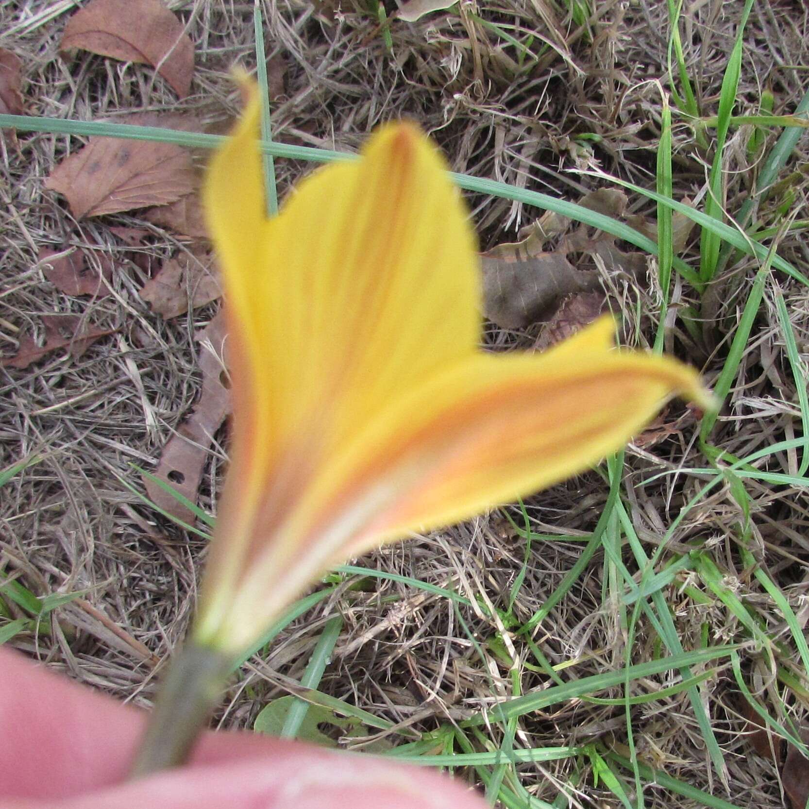 Imagem de Zephyranthes puertoricensis Traub