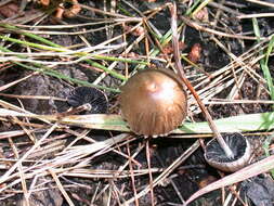 Image de Panaeolus papilionaceus (Bull.) Quél. 1872