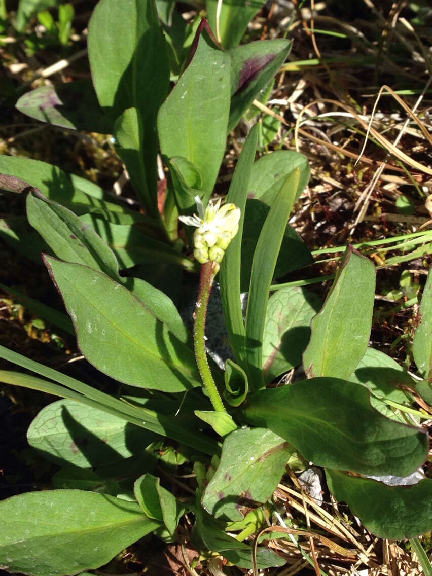 Image of western false asphodel