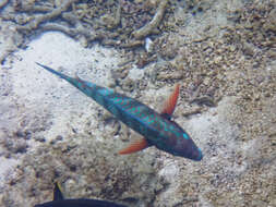 Image of Eclipse parrotfish