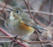 Image of Orange-flanked Bush-Robin