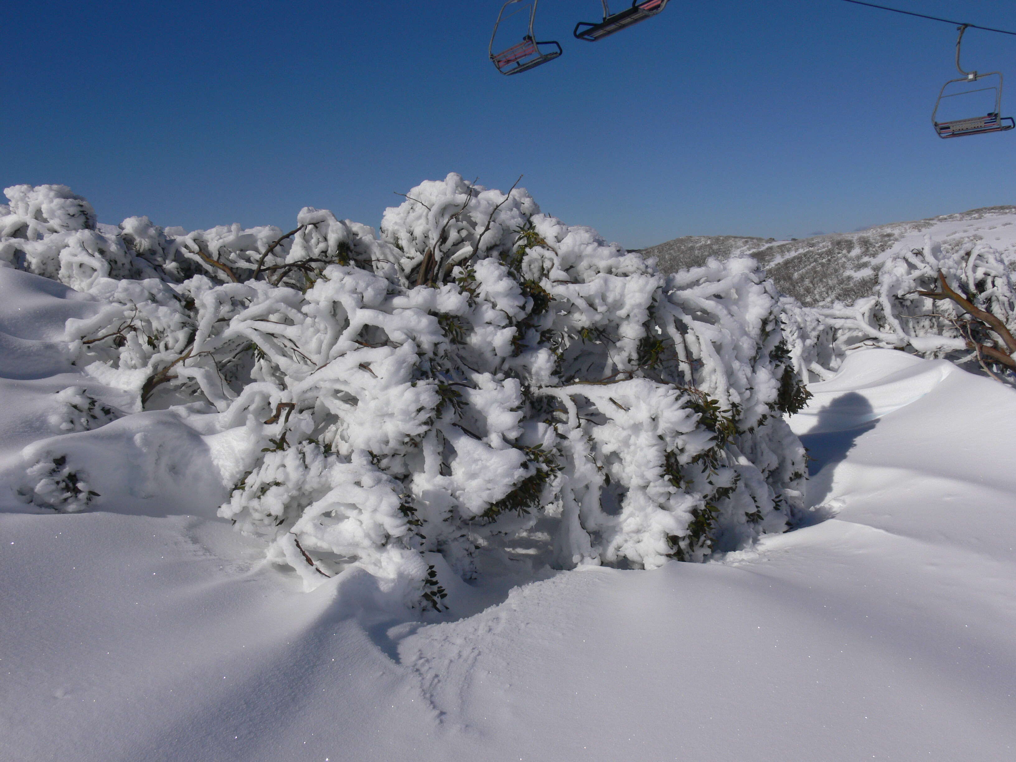 Image of snow gum