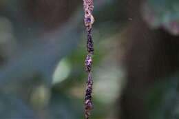 Image of Trashline orbweaver