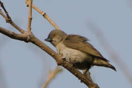 Image of Thick-billed Flowerpecker