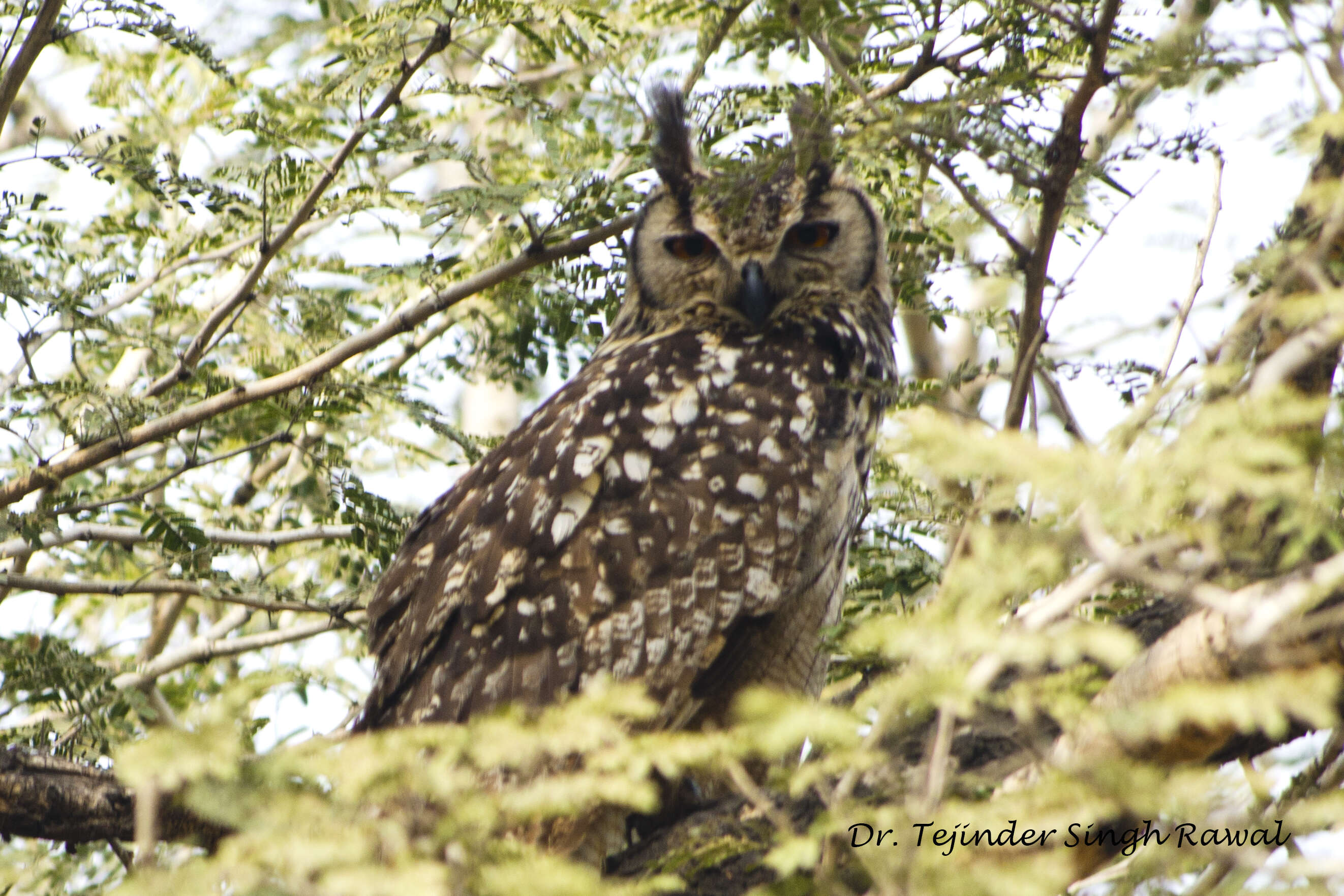 Image of Indian Eagle-Owl