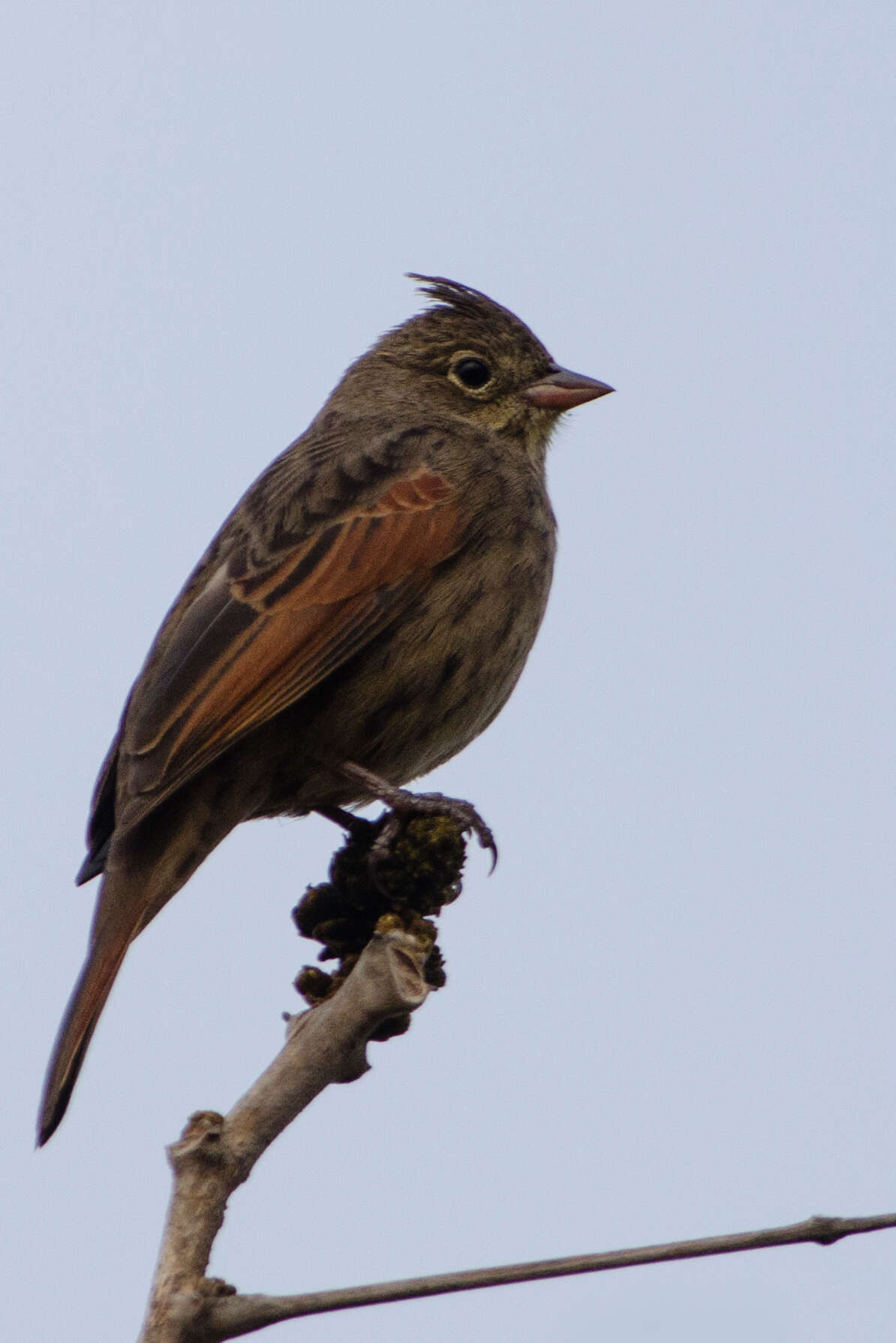 Plancia ëd Emberiza lathami Gray & JE 1831