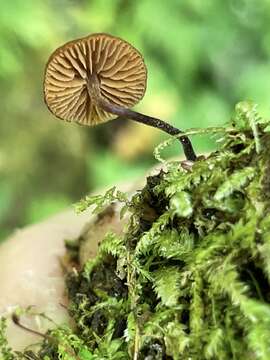 Image of Galerina triscopa (Fr.) Kühner 1935