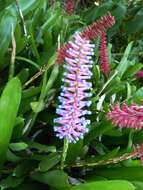 Image of Aechmea gamosepala Wittm.