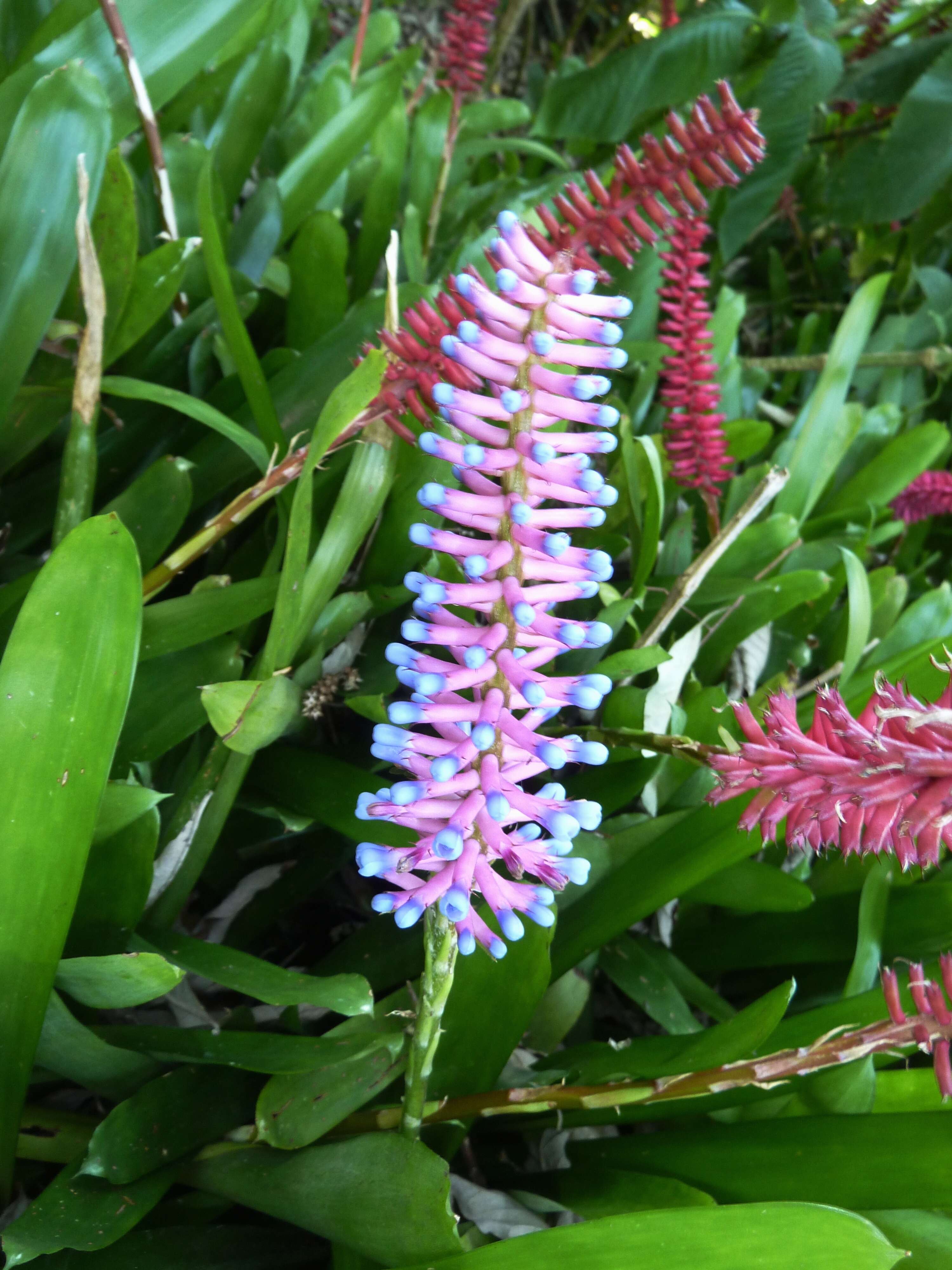 Image of Aechmea gamosepala Wittm.