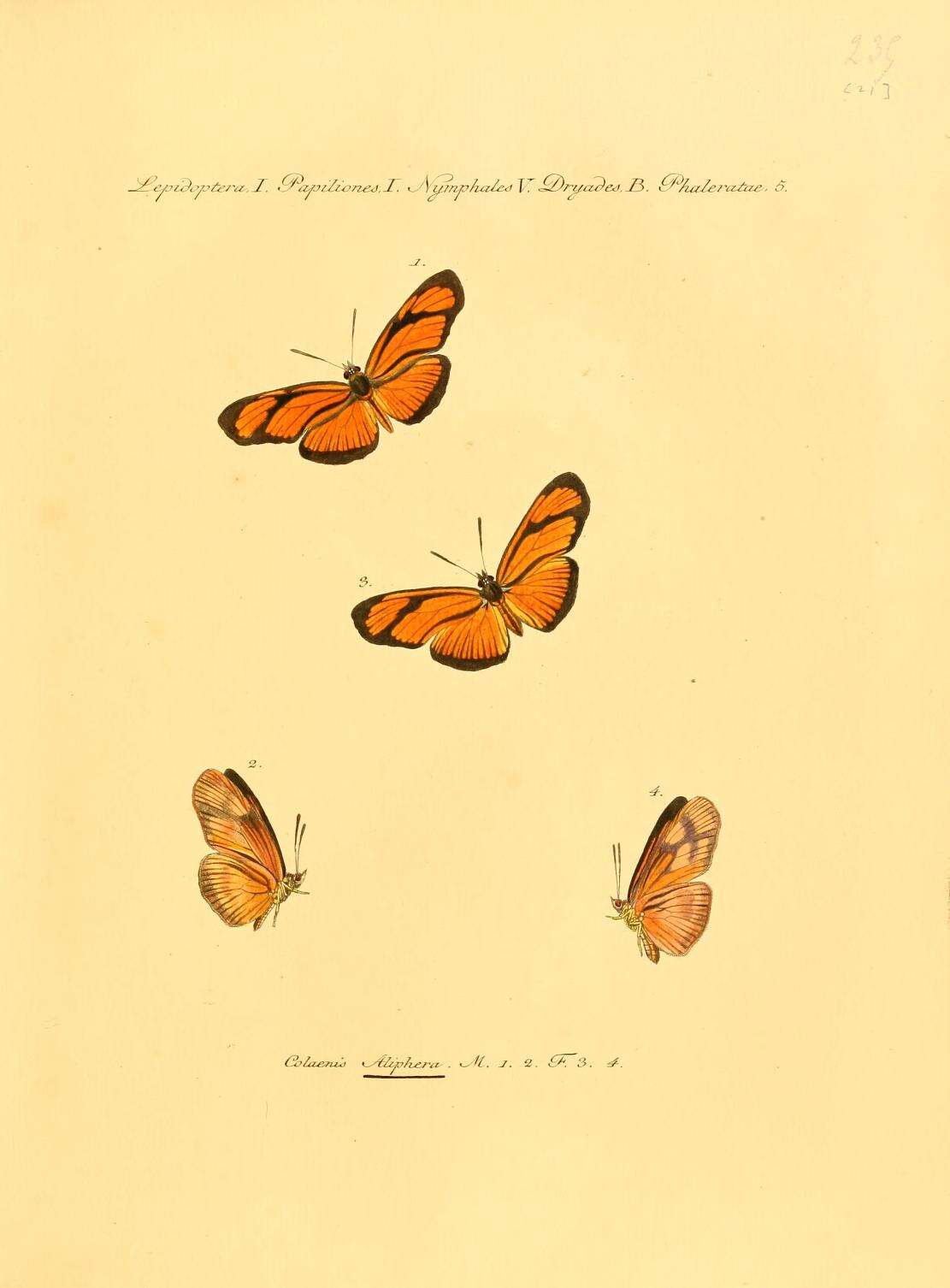 Image of Eueides aliphera