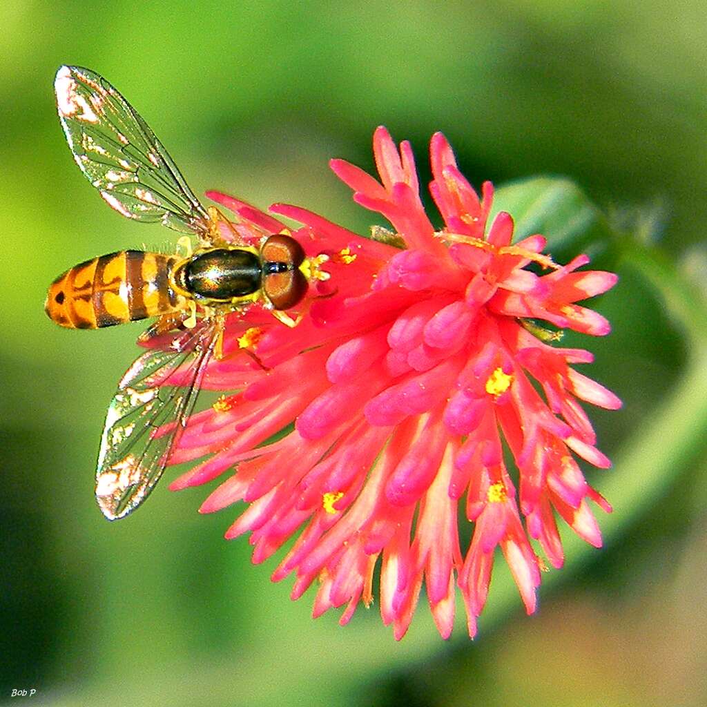 Image of Florida tasselflower