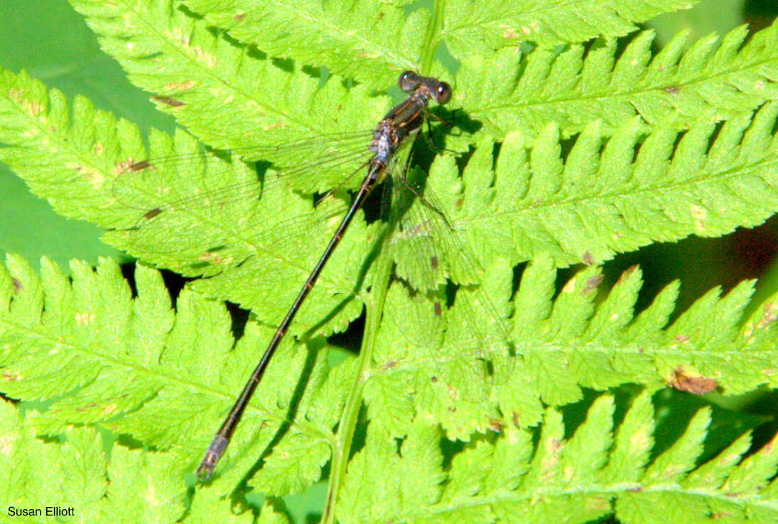 Image of Spotted Spreadwing