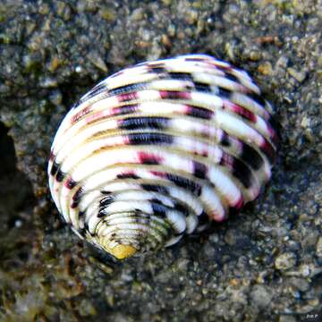 Image of four-tooth nerite