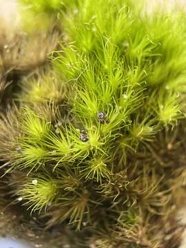 Image of brittle swan-neck moss