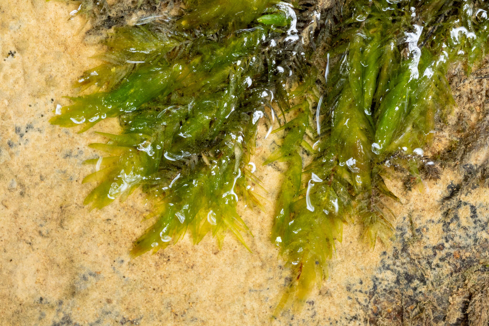 Image of New England fontinalis moss