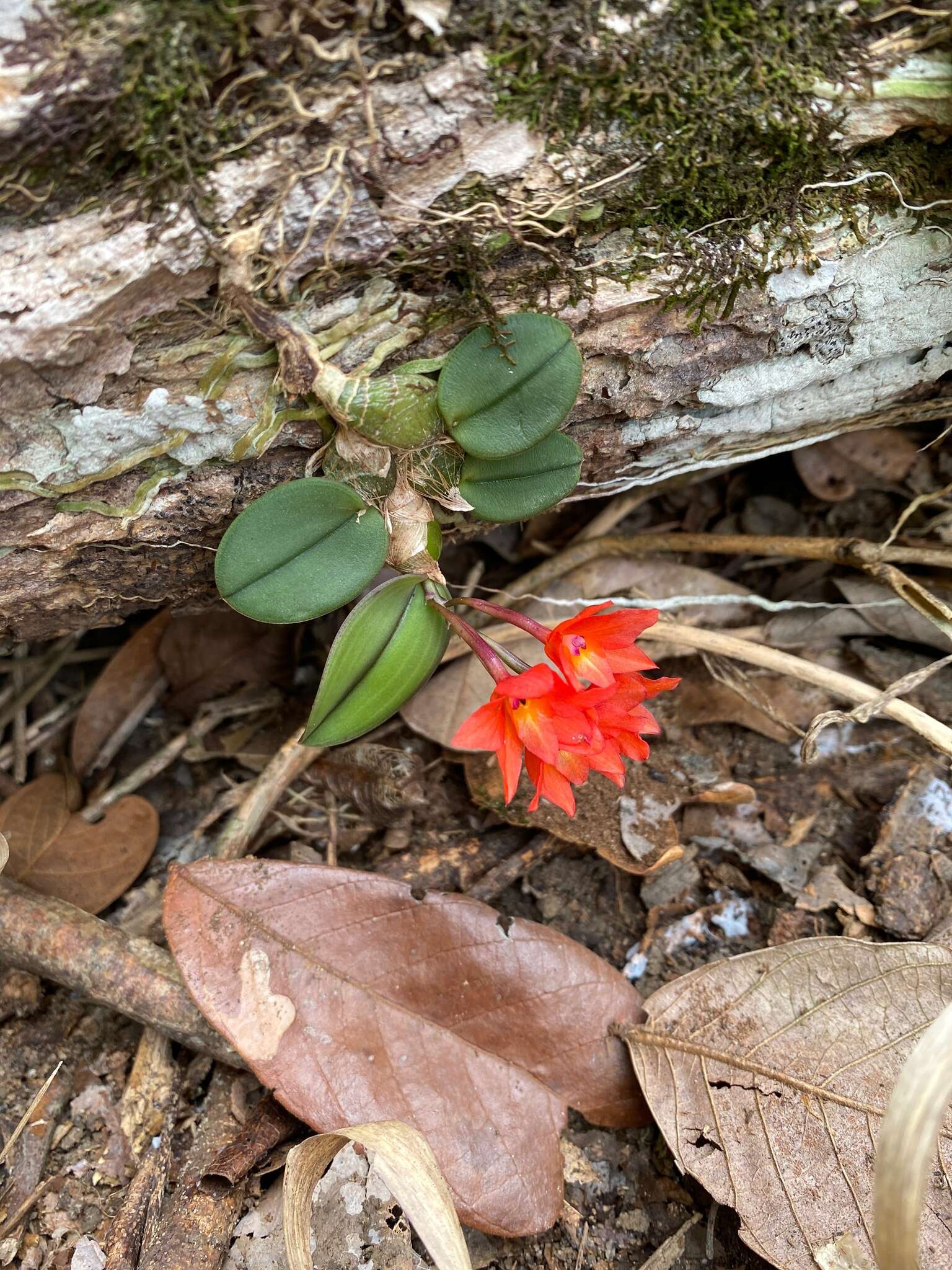 Image of Cattleya cernua (Lindl.) Van den Berg