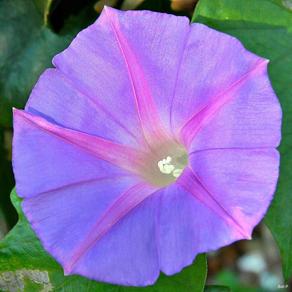 Sivun Ipomoea indica (J. Burman) Merr. kuva