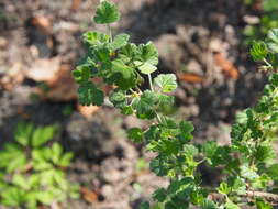 Image of Mountain Currant