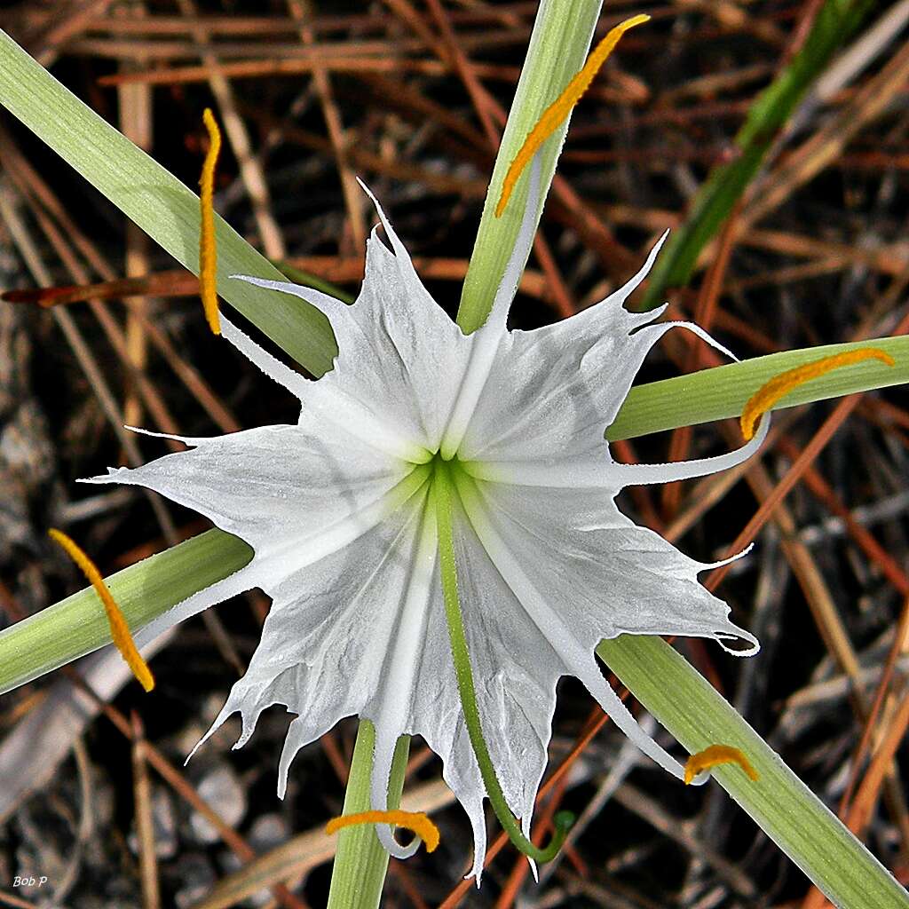 Image of alligatorlily